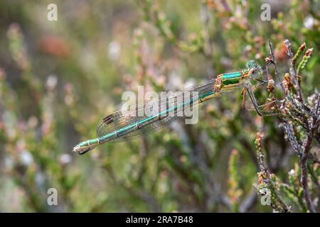 Emerald damselfly (Lestes sponsors), Angleterre, Royaume-Uni Banque D'Images