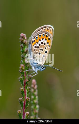 Femelle papillon bleu à clous d'argent (Plebejus argus) sur la bruyère en juin, Surrey, Angleterre, Royaume-Uni Banque D'Images