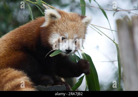 Moelleux rouge panda mignon manger des feuilles Banque D'Images