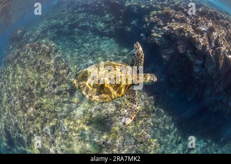 Une tortue de mer verte, Chelonia mydas, une espèce en voie de disparition, glisse sur des formations de lave incrustées de corail au large de Maui, à Hawaï. Banque D'Images