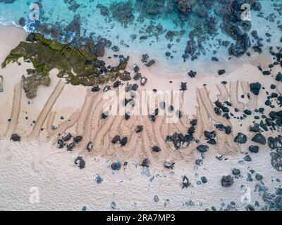 Une vue aérienne des tortues de mer vertes, Chelonia mydas, une espèce en voie de disparition, et des pistes dans le sable de Hookipa Beach, Maui, Hawaii. Banque D'Images