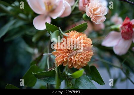 Magnifique mariage de conte de fées avec des fleurs décorées affichant des arrangements de design luxuriant. Banque D'Images