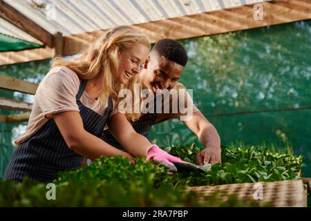 Jeune couple multiracial en tabliers souriant tout en jardinant en pépinière Banque D'Images