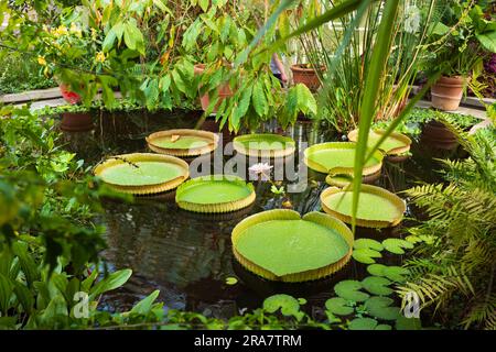Le jardin botanique de l'Université (Botanisk hage) est le plus ancien jardin botanique de Norvège, une oasis gratuite et un endroit idéal pour échapper au bruit de la ville. Banque D'Images