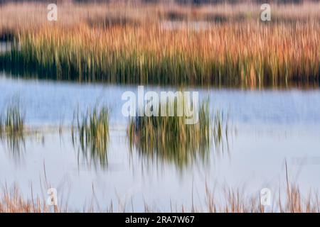 Résumé - ICM (mouvement intentionnel de caméra) crée des traînées d'or et de vert à partir des roseaux autour d'un lac bleu. Banque D'Images