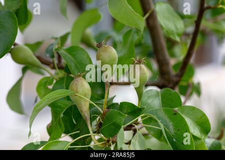 Päron (Pyrus communis) Banque D'Images