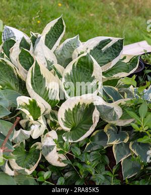 'Patriot' Plantain Lily, Blomsterfunkia (Hosta fortunei) Banque D'Images