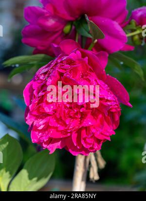 Pivoine de jardin commune 'Black Beauty', Luktpion (Paeonia lactiflora) Banque D'Images