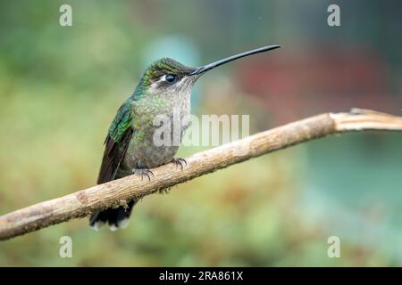 Femelle perchée endémique Talamanca Hummingbird, Eugenes spectabilis, dans les forêts montagnardes du Costa Rica Banque D'Images