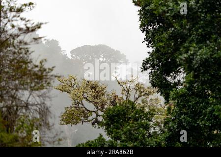 Forêt de nuages brumeux et mystiques Chêne dans le parc national de Los Quetzales au Costa Rica Banque D'Images