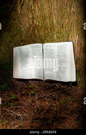 La Sainte Bible a ouvert à Psaume 119 à l'extérieur sur le tronc d'arbre avec la lumière du soleil. Banque D'Images