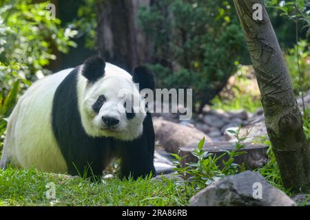Mexico, Mexique. 1st juillet 2023. Le géant du panda Xin Xin est photographié au zoo de Chapultepec à Mexico, au Mexique, au 1 juillet 2023. Le panda géant Xin Xin a fêté samedi son anniversaire en 33rd. Credit: Xin Yuewei/Xinhua/Alay Live News Banque D'Images