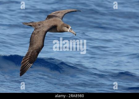 Albatros à pieds noirs (Phoebastria nigripes) oiseau unique en vol, vue dorsale sur l'océan bleu, îles Bonin, Japon Banque D'Images