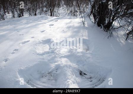 figure d'un ange avec des ailes sur la neige dans la forêt faite par les mains et les pieds humains Banque D'Images