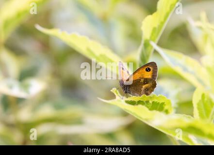 Papillon portier [ Pyronia tithonus ] reposant sur la feuille Banque D'Images