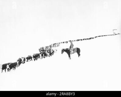 Pitchfork, Wyoming: 16 janvier 1923 Un cow-boy solitaire est assis sur son cheval pendant qu'une longue ligne de bétail passe à côté pendant une promenade nourrissant l'hiver sur le ranch Z-T. Banque D'Images