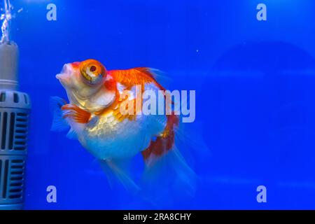 Les poissons rouges dans l'armoire sur fond bleu. Banque D'Images