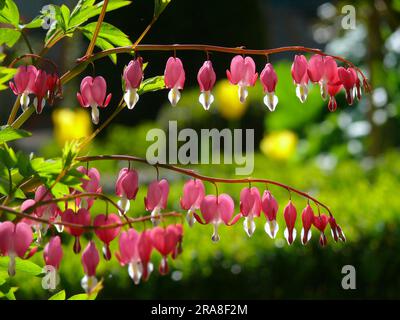 Déchirement du coeur, saignement du coeur (Dicentra), saignement du coeur, faux coeur, coeur flamboyant, Coeur volant, coeur brisé, coeur de la femme, coeur de Marie, coeur Banque D'Images