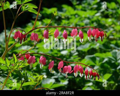 Déchirement du coeur, saignement du coeur (Dicentra), saignement du coeur, faux coeur, coeur flamboyant, Coeur volant, coeur brisé, coeur de la femme, coeur de Marie, coeur Banque D'Images