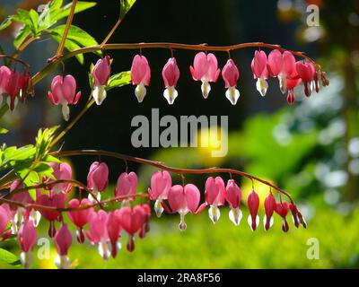 Déchirement du coeur, saignement du coeur (Dicentra), saignement du coeur, faux coeur, coeur flamboyant, Coeur volant, coeur brisé, coeur de la femme, coeur de Marie, coeur Banque D'Images