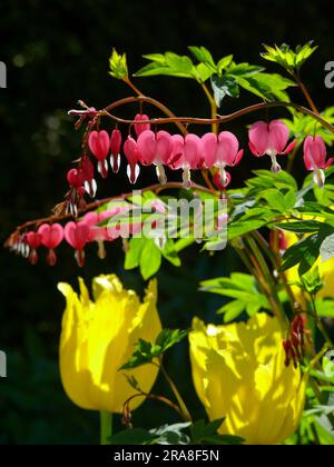 Déchirement du coeur, saignement du coeur (Dicentra), saignement du coeur, faux coeur, coeur flamboyant, Coeur volant, coeur brisé, coeur de la femme, coeur de Marie, coeur Banque D'Images