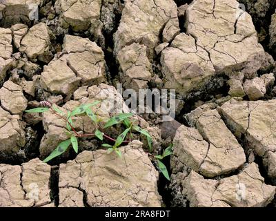 Fissures dans la terre aride, grande sécheresse, mauvaises herbes ne s'estompent pas Banque D'Images