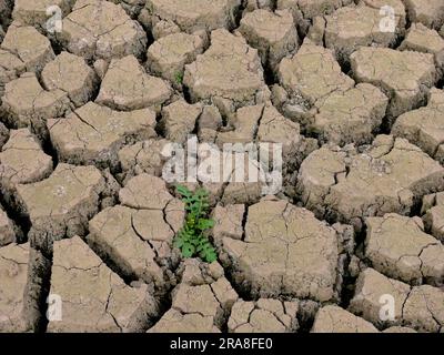 Fissures dans la terre aride, grande sécheresse, mauvaises herbes ne s'estompent pas Banque D'Images