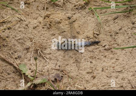 Gros plan naturel d'une libellule de skimmer bleu adulte, Orthetrum coerulescens posé sur le sol Banque D'Images