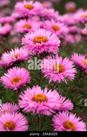 Symphyotrichum novae angliae 'Barrs Pink' (synonyme Aster novae angliae 'Barrs Pink') Banque D'Images