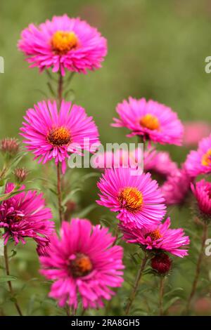 Symphyotrichum novae-angliae 'souvenir de Paul Gerber' (synonyme - Aster novae-angliae 'souvenir de Paul Gerber') Banque D'Images