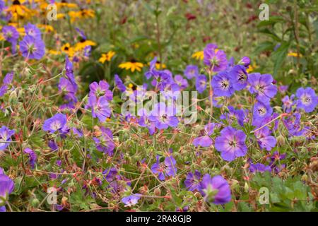 Géranium pratense 'Rozanne' - Meadow Cranesbill Banque D'Images