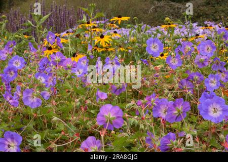 Géranium pratense 'Rozanne' - Meadow Cranesbill Banque D'Images