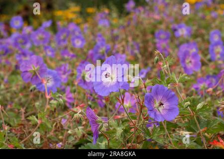 Géranium pratense 'Rozanne' - Meadow Cranesbill Banque D'Images