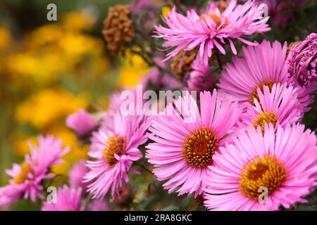 Symphyotrichum novae-angliae 'Barrs Pink' (synonyme - Aster novae-angliae 'Barrs Pink') Banque D'Images