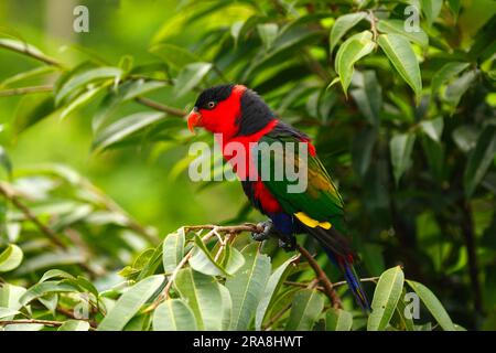 Lory à capuchon noir (Lorius lory) Banque D'Images