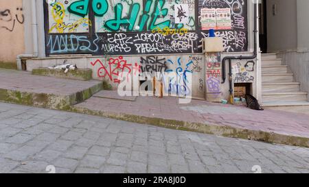 Chats sauvages bien soignés par les habitants dans le quartier de Cihangir, Istanbul, Turquie Banque D'Images