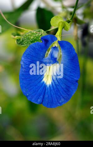 Pois papillons (Clitoria ternatea), pois bleus, vigne de pois bleus Banque D'Images