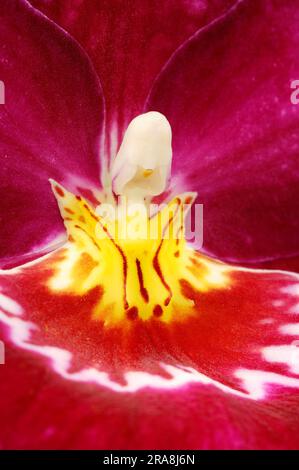 Orchid (Miltonia) Banque D'Images