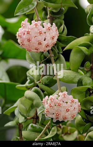 Cire plante (Hoya carnosa) (Asclepias carnosa), Fleur de cire, Fleur de porcelaine, Asclepiadaceae Banque D'Images