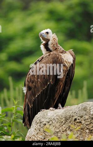 Vulture noire européenne (Aegyppius monachus) Banque D'Images