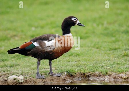 Shelduck australien (Tadorna tadornoides), femelle (Casarca tadornoides), côté Banque D'Images