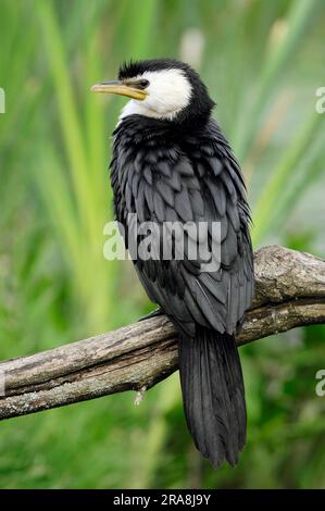 Cormorant de Courly (Halietor melanoleucos), cormorant de petit pied (Phalacrocorax melanoleucos) Banque D'Images