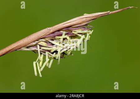 Bambou (Arundinaria murielae) (Fargesia murielae) (Sinarundinaria murieliae) Banque D'Images