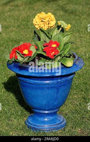 Cowslip 'Cabrillo' et Primrose (Primula veris) (Primula vulgaris) en pot de fleurs Banque D'Images