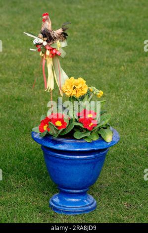 Cowslip 'Cabrillo' et Primrose (Primula veris) (Primula vulgaris) en pot de fleurs Banque D'Images