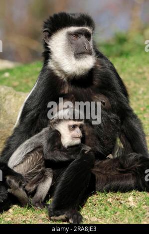 Une femelle de la guérilla mangée d'Afrique de l'est (Colobus guereza) avec un jeune singe souche à épaulettes blanches Banque D'Images