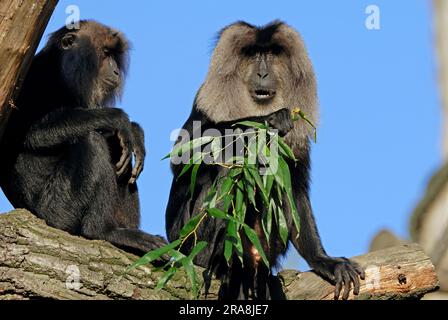 Macaques à queue de lion (Macaca silenus) Banque D'Images