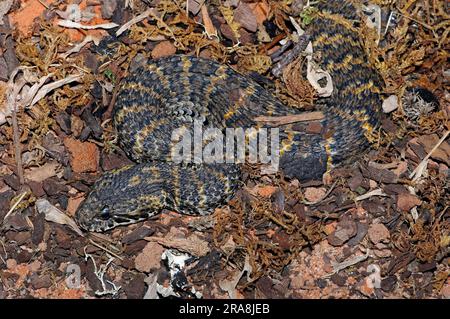 Adder de la mort de Jayan, Adder de la mort à grande échelle (Acanthophis rugosus) Banque D'Images