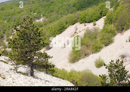 PIN écossais (Pinus sylvestris) et forêt mixte au printemps, Provence, sud de la France, PIN écossais, PIN écossais Banque D'Images