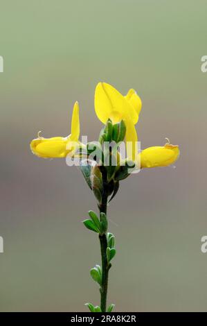 Balai espagnol (Genista hispanica), Provence, Sud de la France Banque D'Images